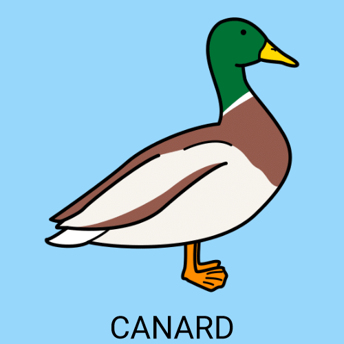 Canard
