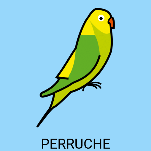 Perruche