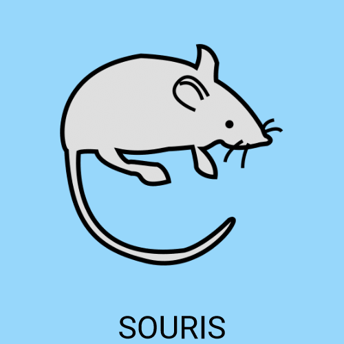 Souris