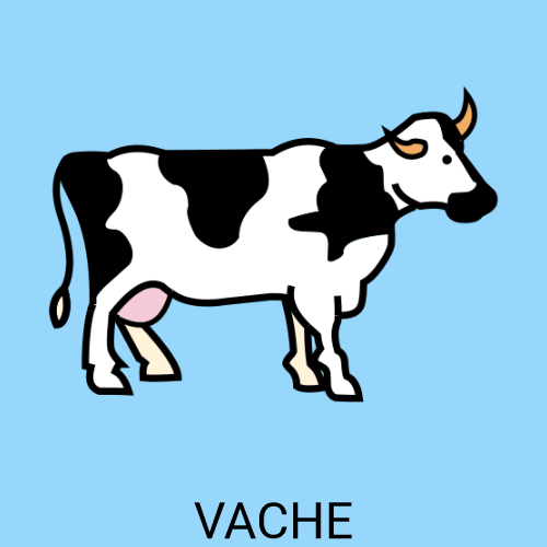 Vache